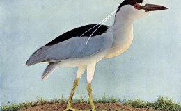 Birds Vol 1 #6 – The Black-crowned Night&nbsp;Heron