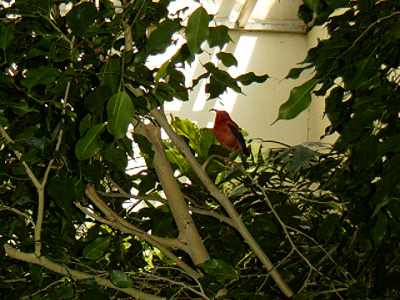 Iiwi (Drepanis coccinea) at National Zoo