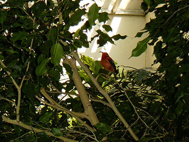 Iiwi (Vestiaria coccinea) at National Zoo
