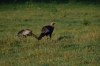 Wild Turkey (Meleagris gallopavo) Cumberland Gap by Dan