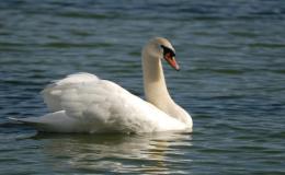 Birds in Christmas Hymns – The Day The Christ-Child’s Tender Eyes&nbsp;(Re-post)