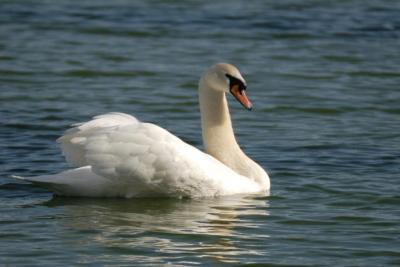 Mute Swan (Cygnus olor) by Dan