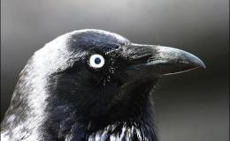 Bible Birds – Solomon’s Wisdom About Birds&nbsp;I