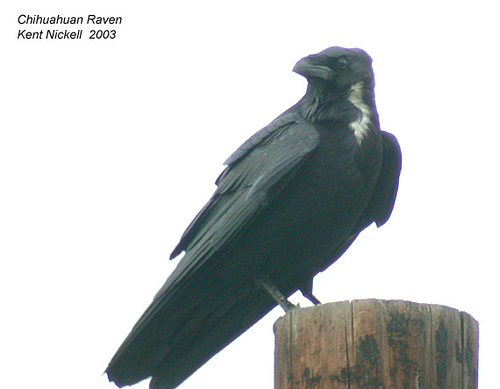 Chihuahuan Raven (Corvus cryptoleucus) by Kent Nickell