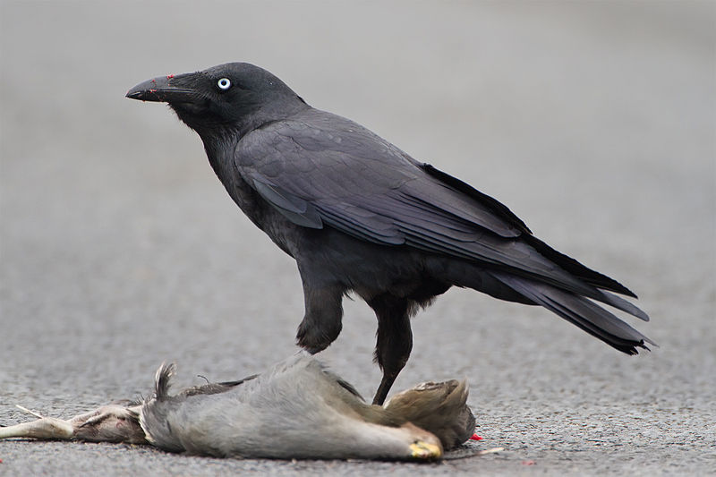 Forest Raven (Corvus tasmanicus) ©WikiC