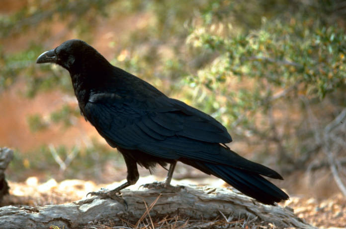 Northern Raven (Corvus corax) ©USFWS