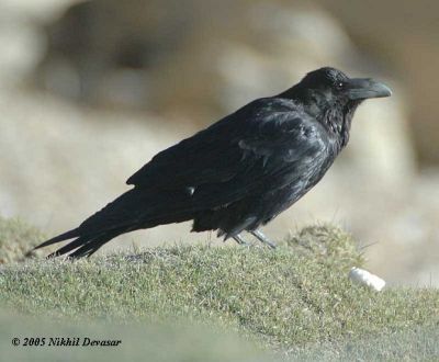 Northern Raven (Corvus corax) by Nikhil Devasar