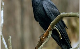 Birds of the Bible – How Many Are There?&nbsp;I