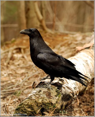 Northern Raven (Corvus corax) by Ray