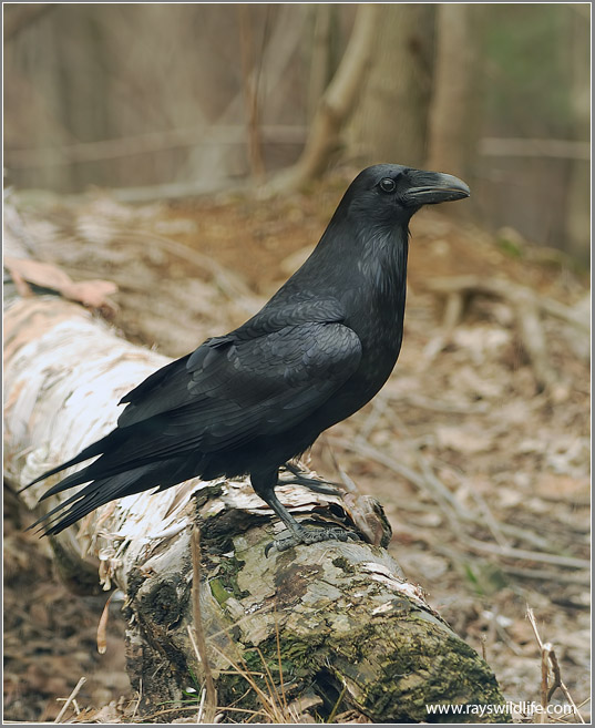 Northern Raven (Corvus corax) by Raymond Barlow
