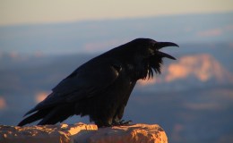 Bible Birds – Ravens&nbsp;I