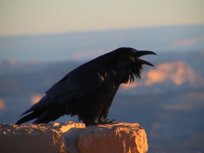 Northern Raven (Corvus corax) ©CreationWikiC