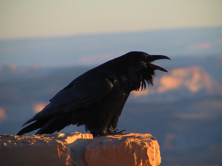 Northern Raven (Corvus corax) ©CreationWikiC