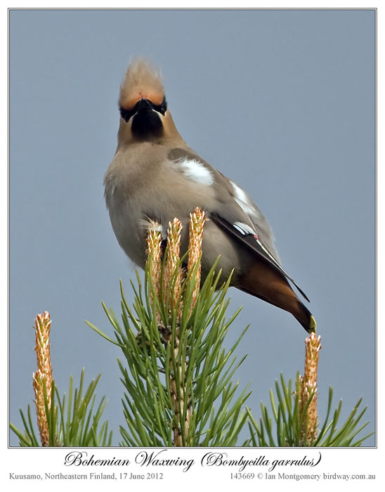 Bohemian Waxwing (Bombycilla garrulus) by Ian 1