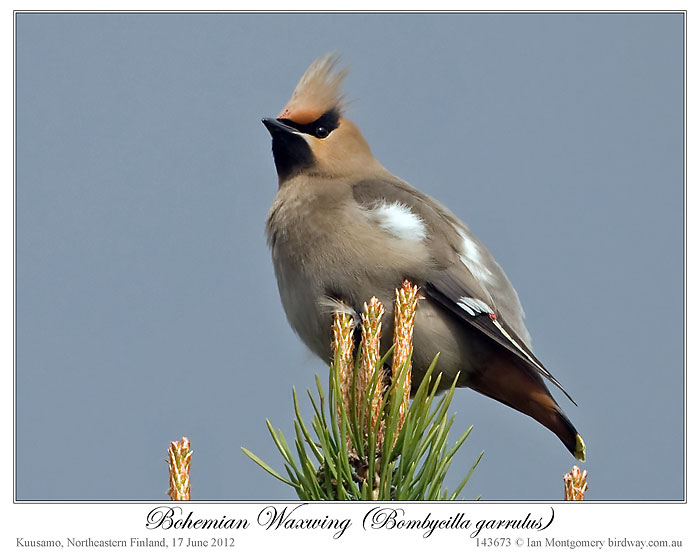 Bohemian Waxwing (Bombycilla garrulus) by Ian 2