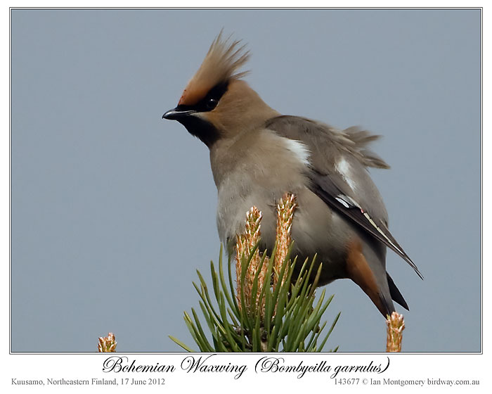 Bohemian Waxwing (Bombycilla garrulus) by Ian 3