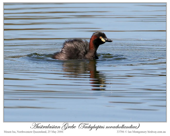 Australasian Grebe (Tachybaptus novaehollandiae) by Ian