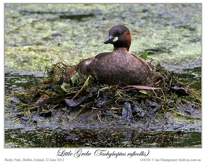 Little Grebe (Tachybaptus ruficollis) by Ian 1