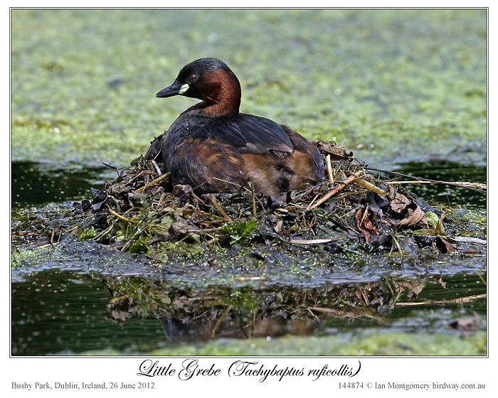 Little Grebe (Tachybaptus ruficollis) by Ian 2