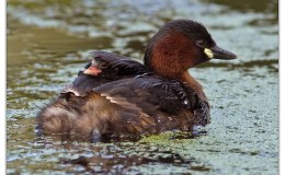 Child’s Book of Water Birds ~ The&nbsp;Dabchick