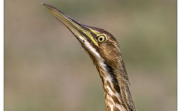 Bible Birds – American&nbsp;Bittern