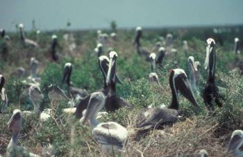 Brown Pelican (Pelecanus occidentalis) rookery ©USFWS