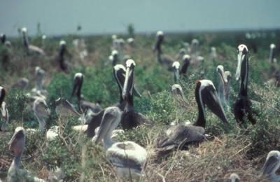 Brown Pelican (Pelecanus occidentalis) rookery ©USFWS