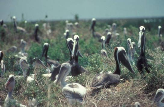 Brown Pelican (Pelecanus occidentalis) rookery ©USFWS