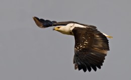 Ms. Theresa’s Thoughts – Eagles’&nbsp;Wings