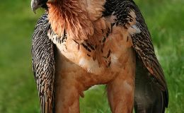 Bible Birds – Vulture&nbsp;Introduction