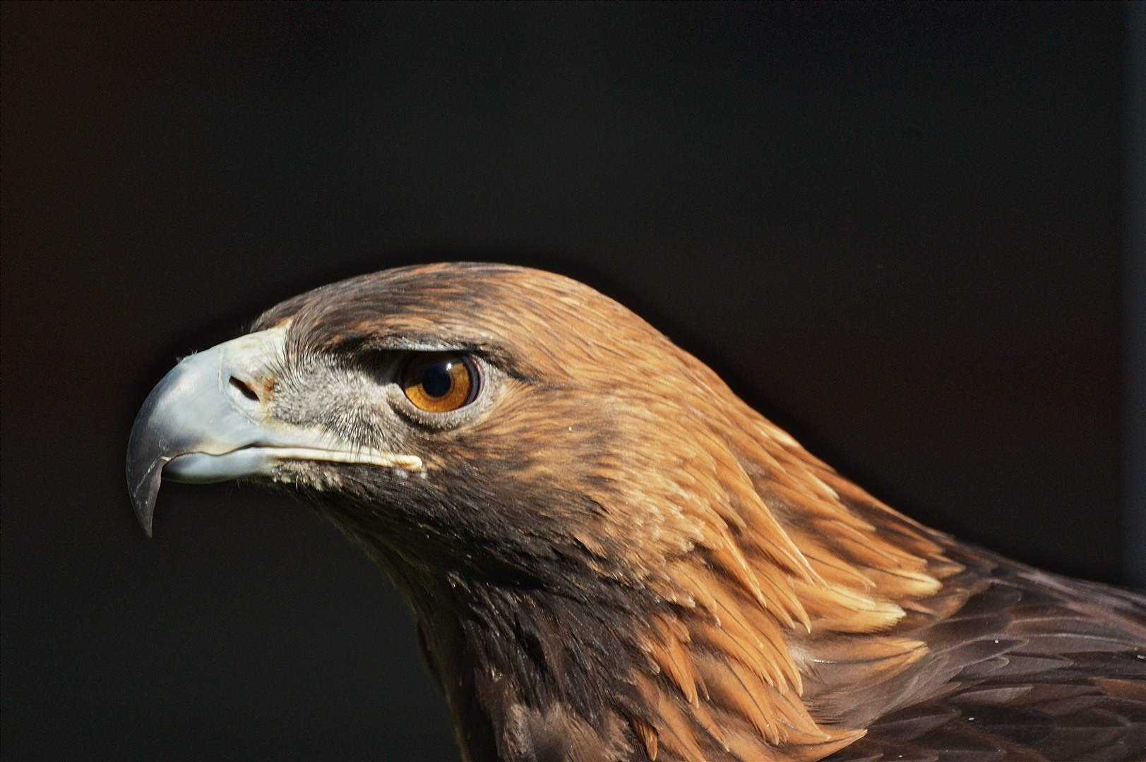 Golden Eagle (Aquila chrysaetos) ©©EdGaillard