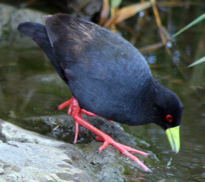 Black Crake (Amaurornis flavirostra) ©WikiC