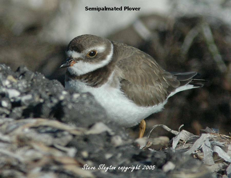 Semipalmated Plover (Charadrius semipalmatus) by S Slayton