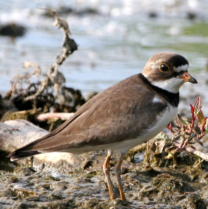 Semipalmated Plover (Charadrius semipalmatus) ©USFWS