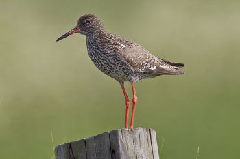Common Redshank (Tringa totanus) ©WikiC