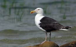 Seagulls and Family&nbsp;Circus