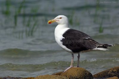Great Black-backed Gull (Larus marinus) by J Fenton