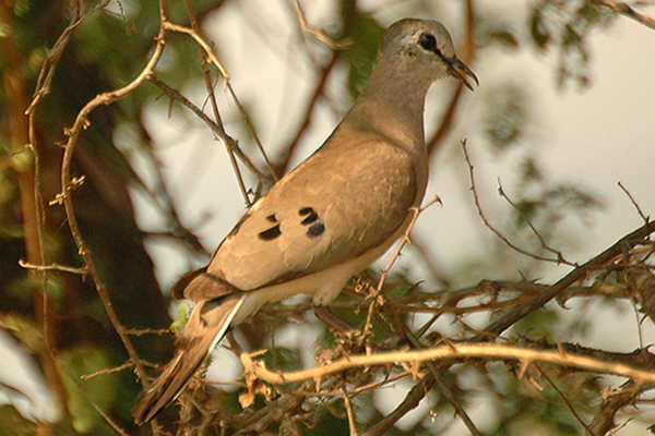 Black-billed Wood Dove (Turtur abyssinicus) ©WikiC