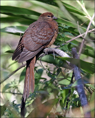 Brown Cuckoo-Dove (Macropygia amboensis) by Ian