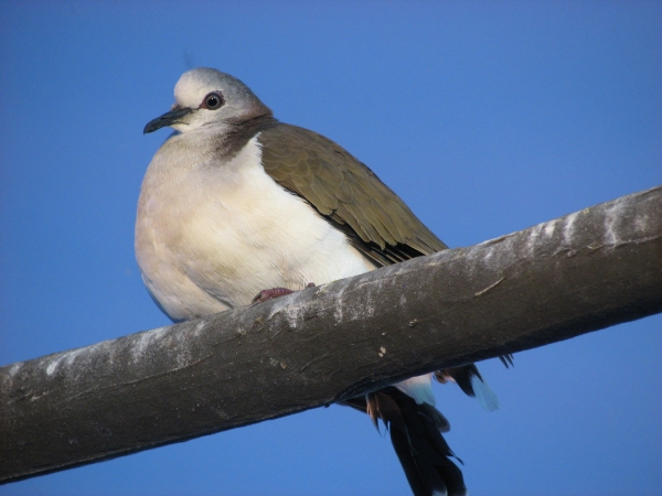 Caribbean Dove (Leptotila jamaicensis) ©WikiC
