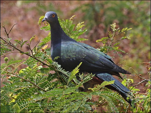Christmas Imperial Pigeon (Ducula whartoni) by Ian