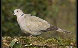 From 10,758 to 10,912 Living&nbsp;Species