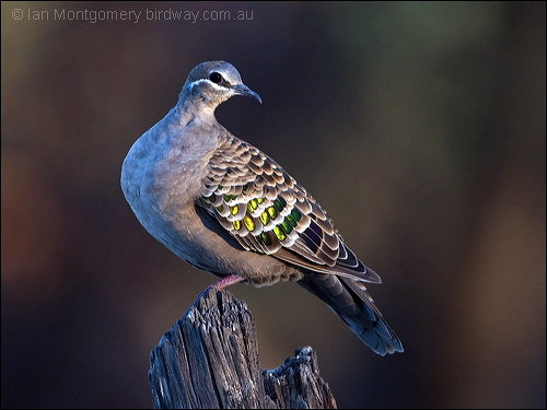 Common Bronzewing (Phaps chalcoptera) by Ian