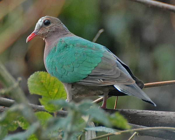 Common Emerald Dove (Chalcophaps indica) by Nikhil Devasar