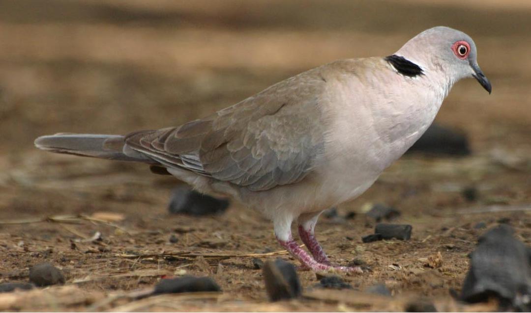 Mourning Collared Dove (Streptopelia decipiens) ©WikiC