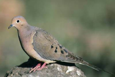Mourning Dove (Zenaida macroura) ©USFWS