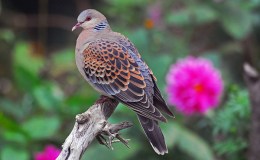 Nuggets Plus – The Dove – Weather&nbsp;Reporter..