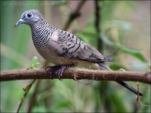 Peaceful Dove (Geopelia striata) by Ian