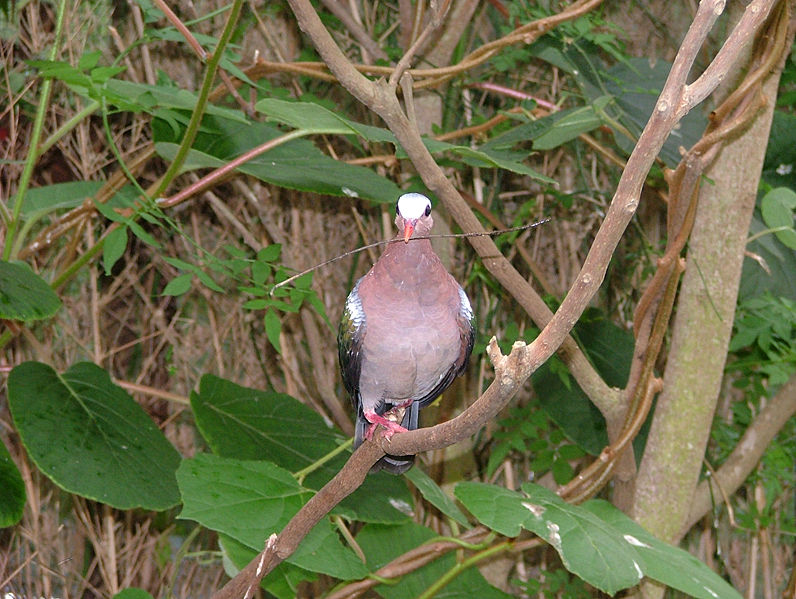 Pink Pigeon (Nesoenas mayeri) ©WikiC