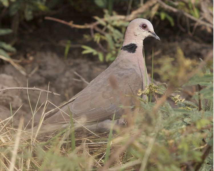 Red-eyed Dove (Streptopelia semitorquata) ©WikiC